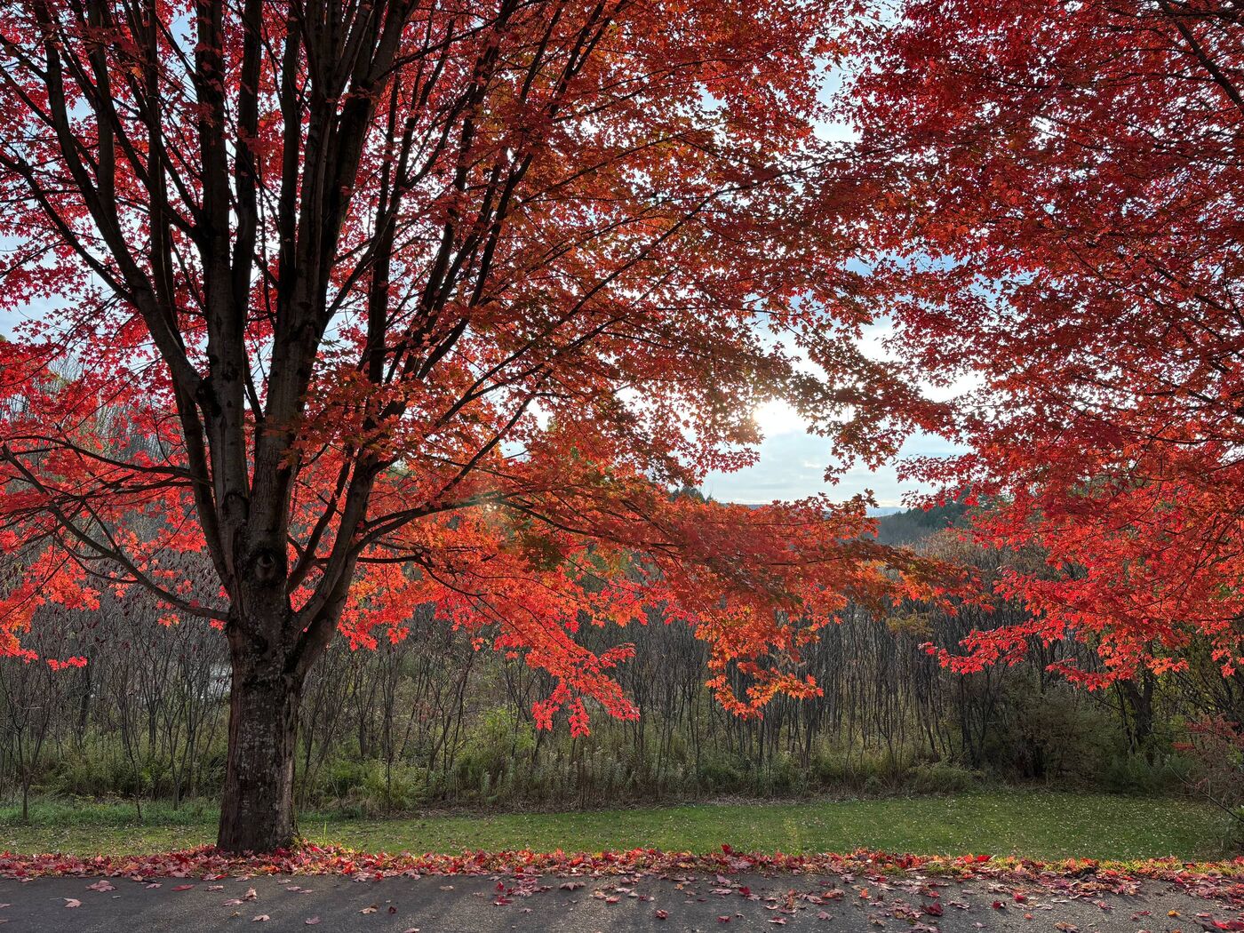 Red maple tree in autumn